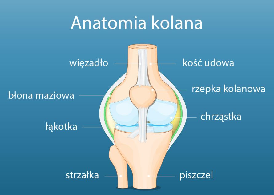 anatomia kolana infografika