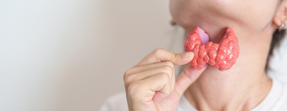 Woman holding human Thyroid anatomy model with her Neck. Hyperthyroidism, Hypothyroidism, Hashimoto Thyroiditis, Thyroid Tumor and Cancer, Postpartum, Papillary Carcinoma and Health concept