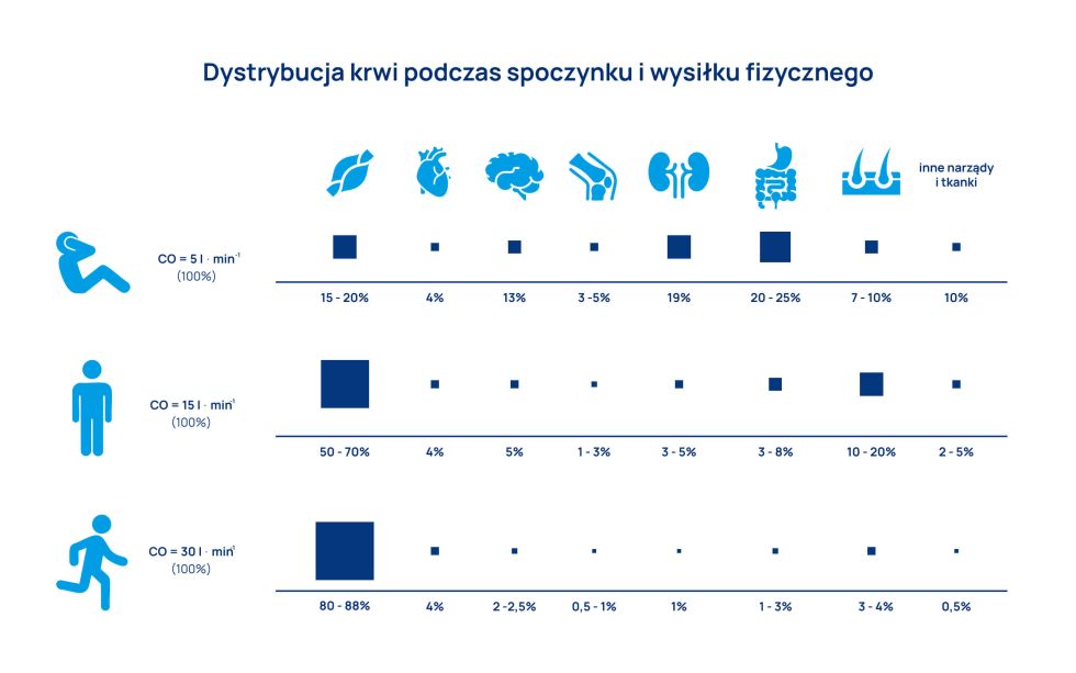 wpływ aktywności fizycznej na układ sercowo-naczyniowy infografika 2