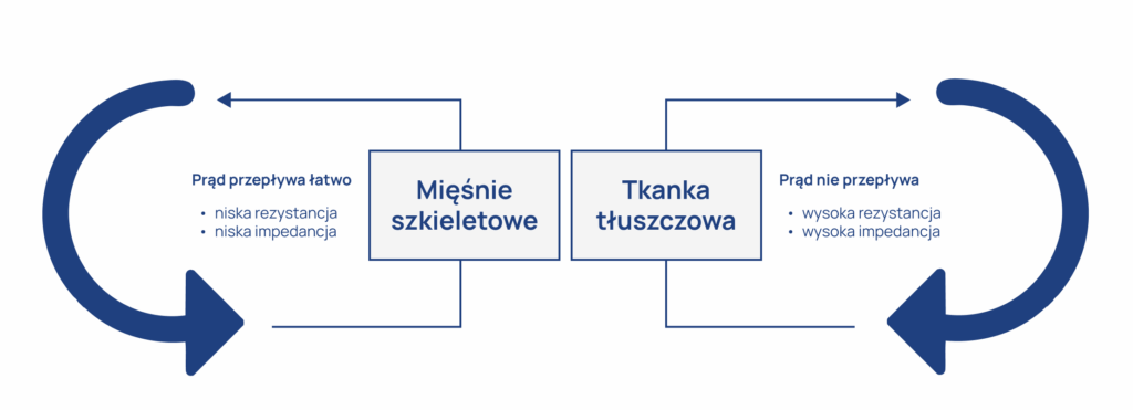 analiza_skladu_ciała_infografika_1